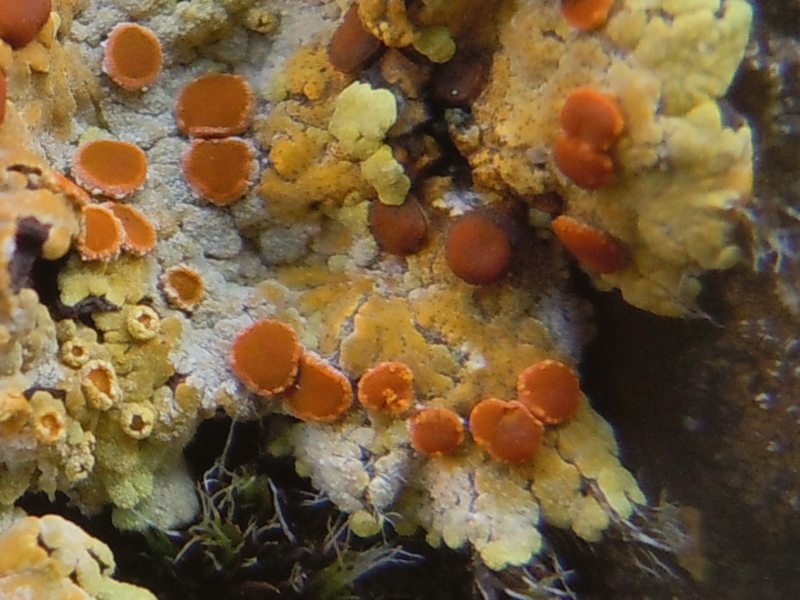 ..dai Tacchi dell''Ogliastra 2